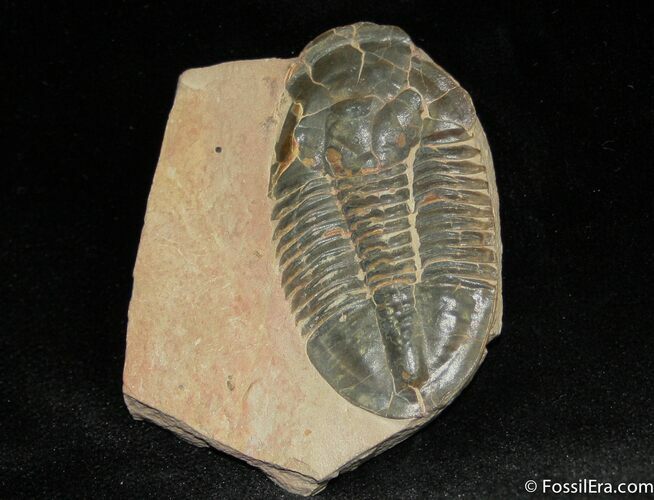 Inch Brown Asaphiscus Wheeleri Trilobite #857